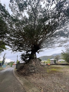 ケンムンという奄美大島伝説の妖怪が住むというガジュマルの木です。